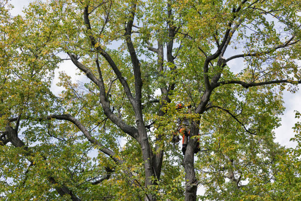 Reliable Kinsley, KS Tree Services Solutions